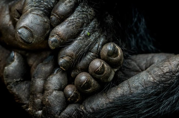 9 Day Uganda Chimpanzee And Gorilla Photography Safari
